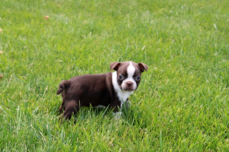 puppy, for, sale, Bernedoodle F2, Matthew B. Stoltzfus, dog, breeder, Gap, PA, dog-breeder, puppy-for-sale, forsale, nearby, find, puppyfind, locator, puppylocator, aca